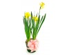 Daffodils Bloom